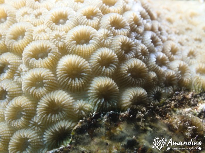 Corail dur