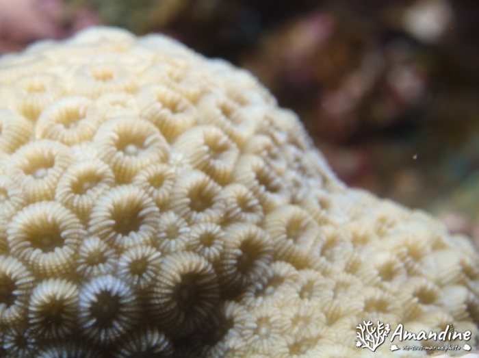 Corail dur