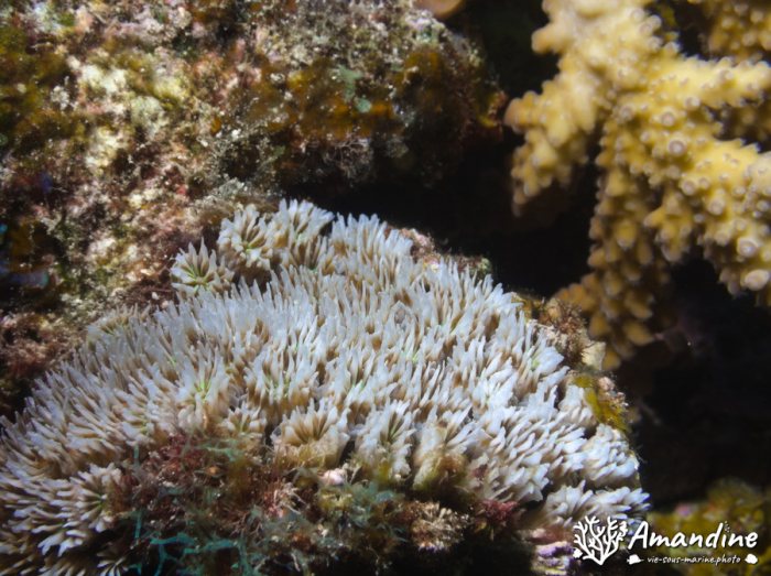 Corail dur