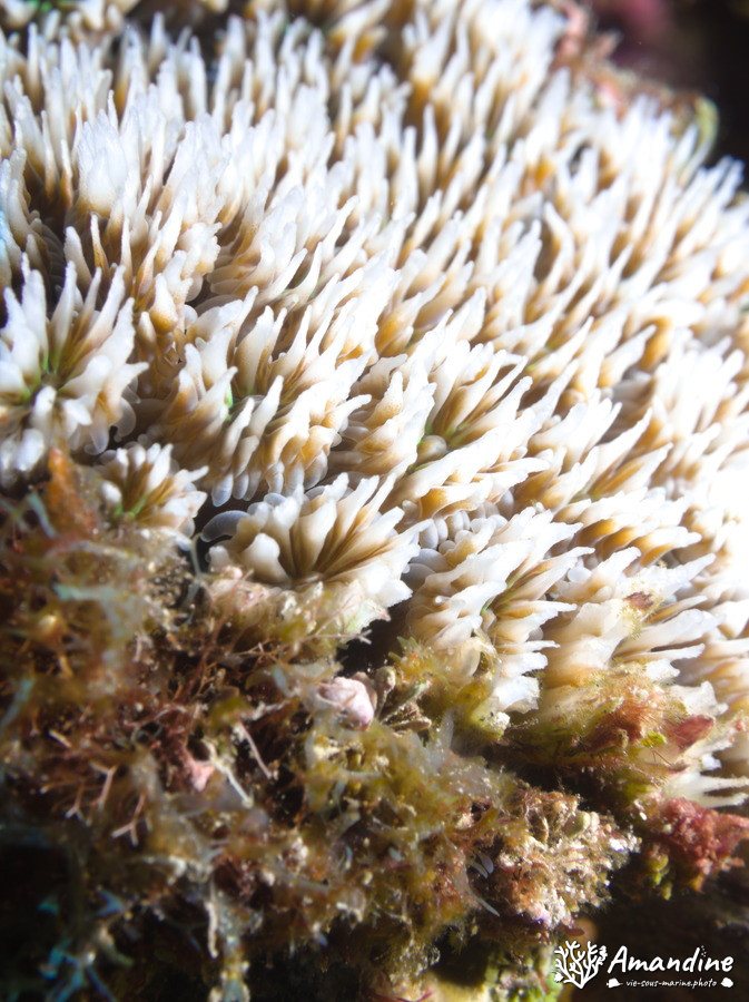 Corail dur