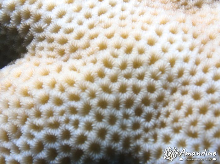 Corail dur