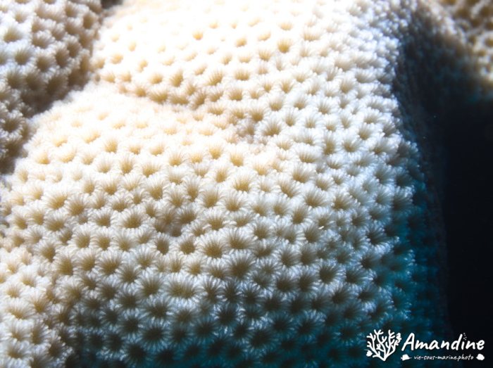 Corail dur