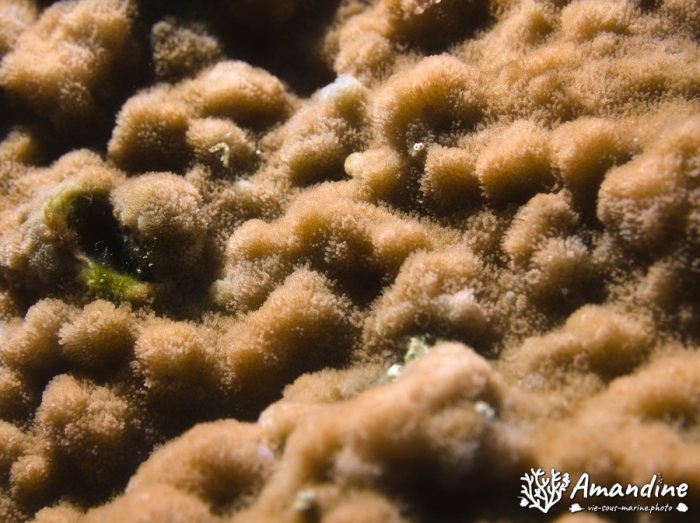 Corail dur