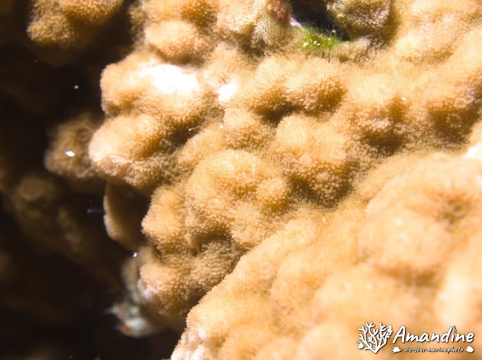 Corail dur