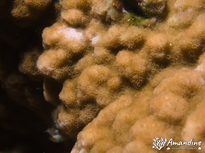 Corail dur