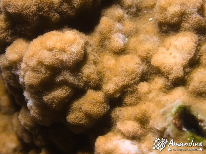 Corail dur