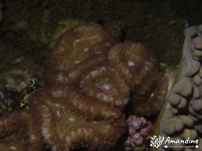 Corail dur