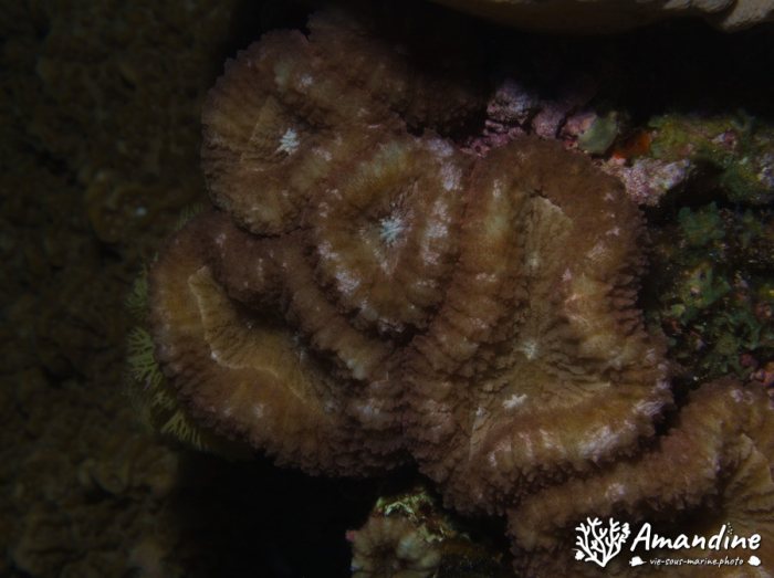Corail dur