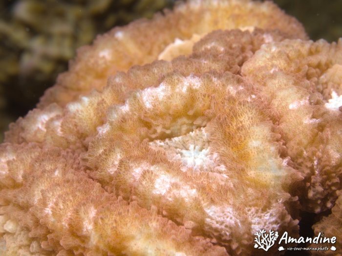 Corail dur