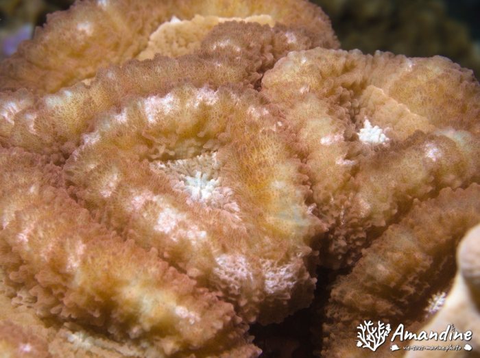 Corail dur