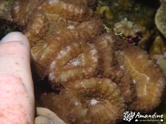 Corail dur