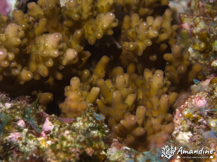 Corail dur