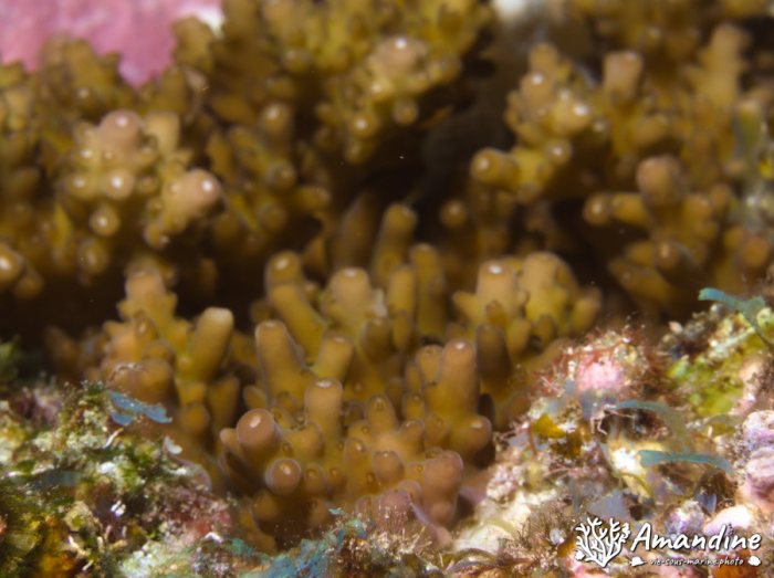 Corail dur