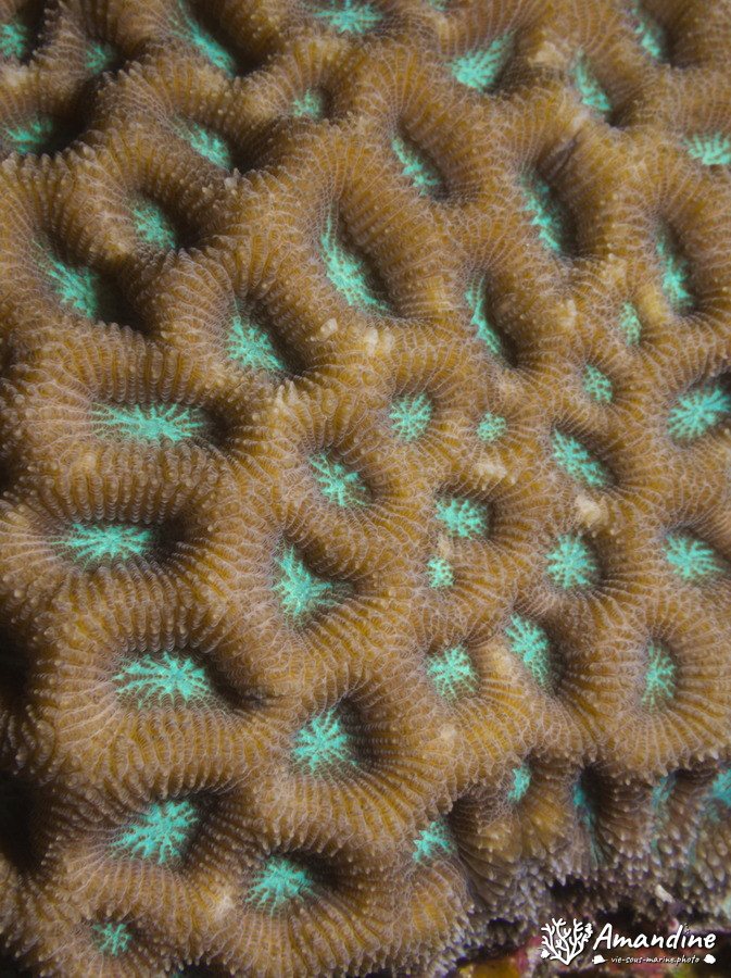 Corail dur