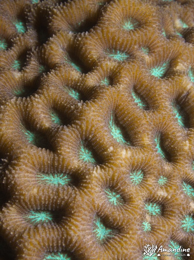 Corail dur