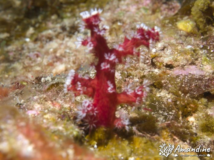 Corail mou