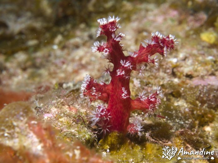 Corail mou
