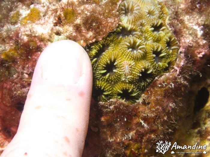 Corail dur