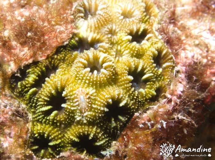 Corail dur