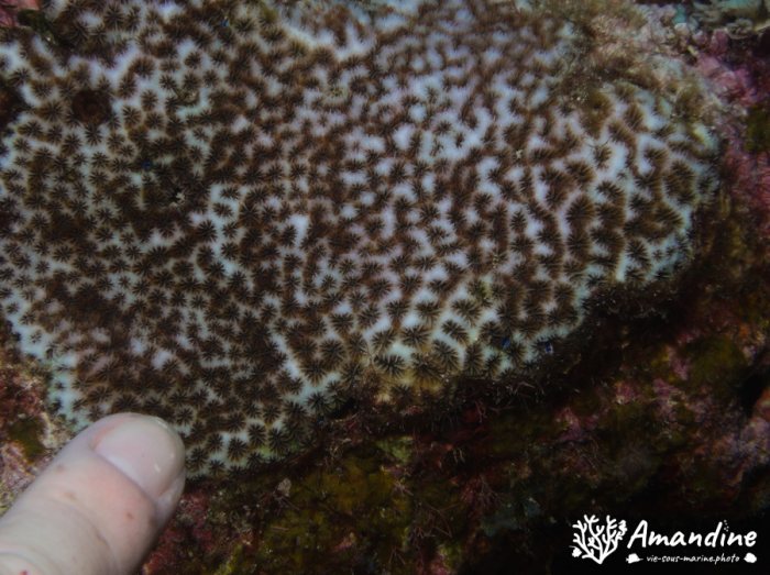 Corail dur