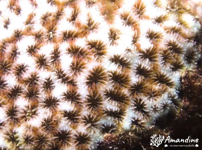 Corail dur