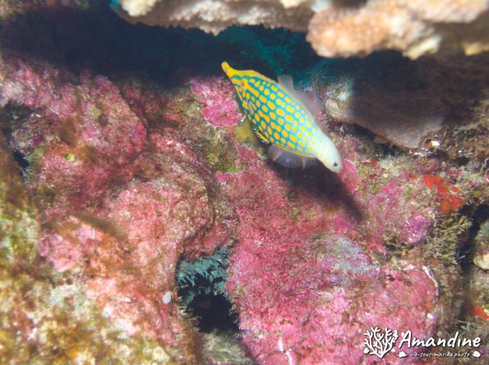 Oxymonacanthus longirostris