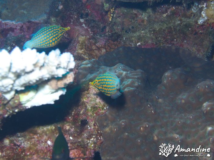 Oxymonacanthus longirostris