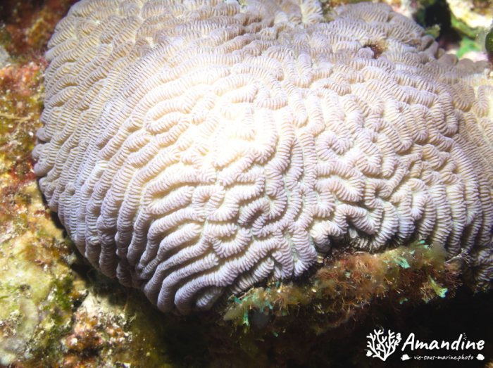 Corail dur