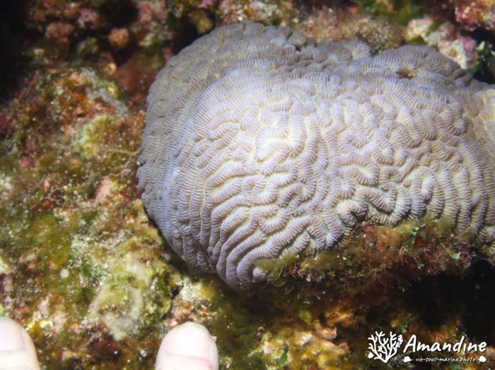 Corail dur