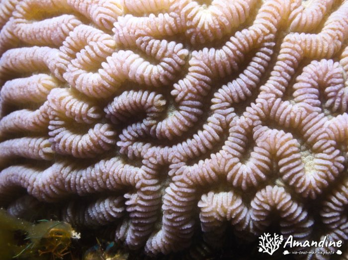 Corail dur