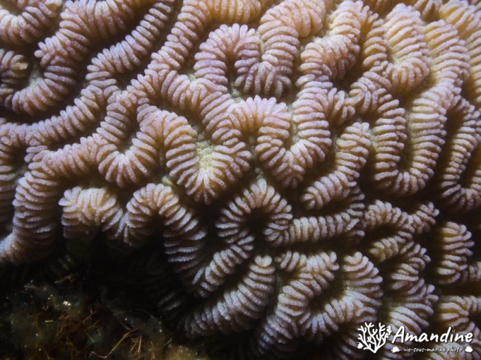 Corail dur