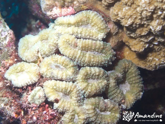 Corail dur