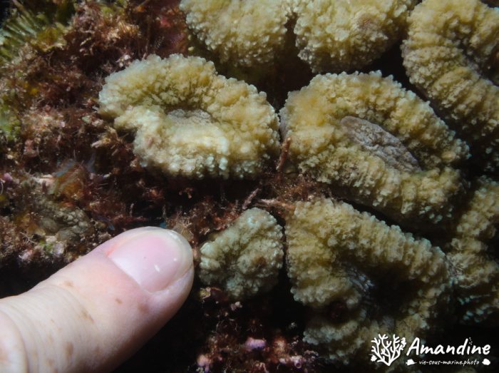 Corail dur