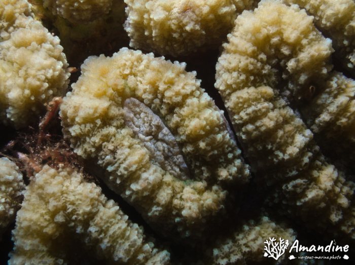 Corail dur