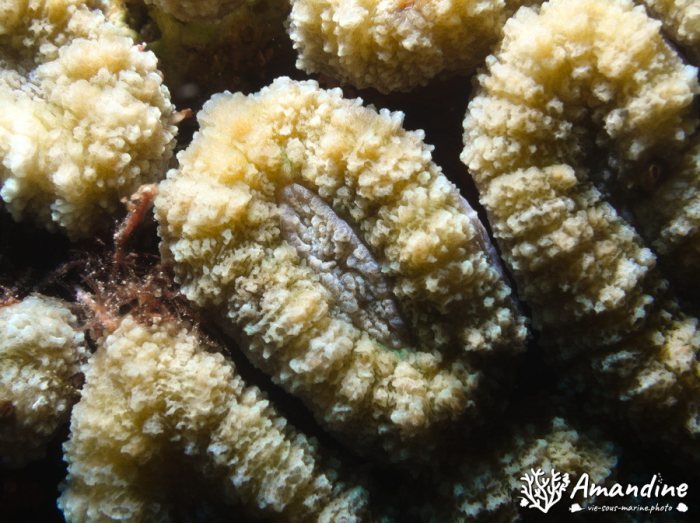 Corail dur
