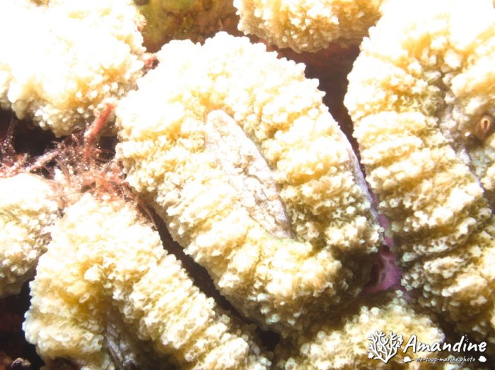 Corail dur