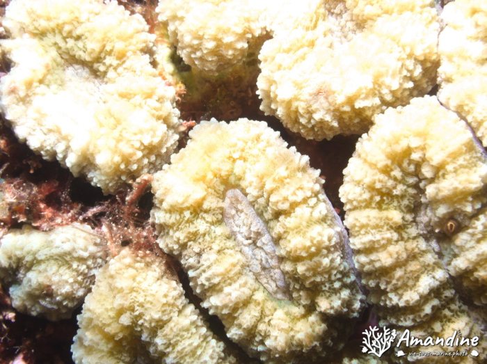 Corail dur