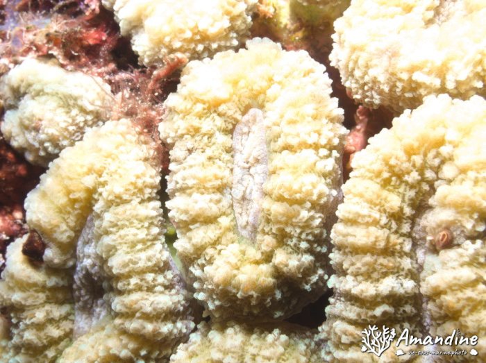 Corail dur