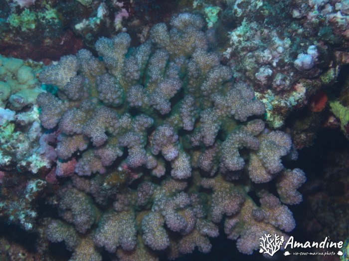 Corail dur