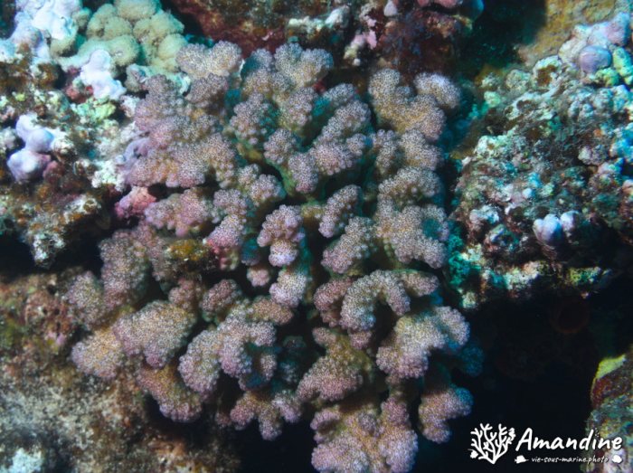 Corail dur