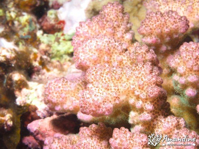 Corail dur