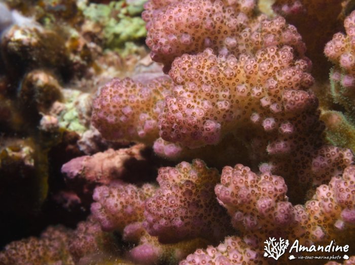 Corail dur