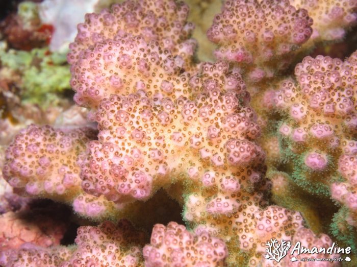 Corail dur