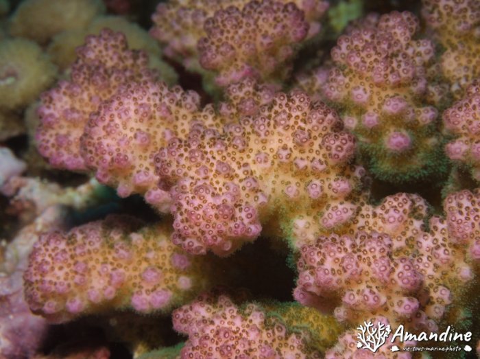 Corail dur