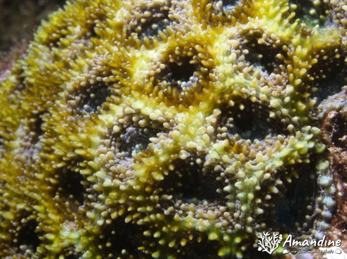 Corail dur