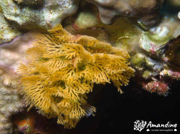 Bryozoaire