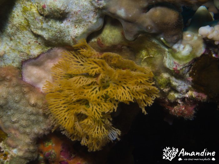 Bryozoaire