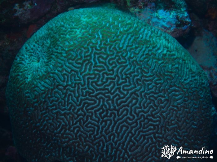 Corail dur