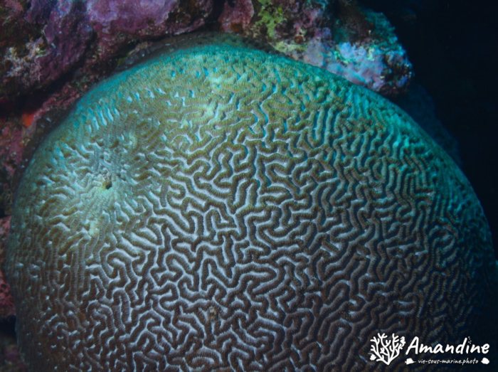 Corail dur