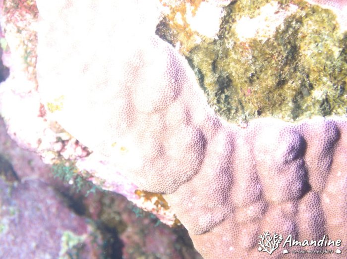 Corail dur